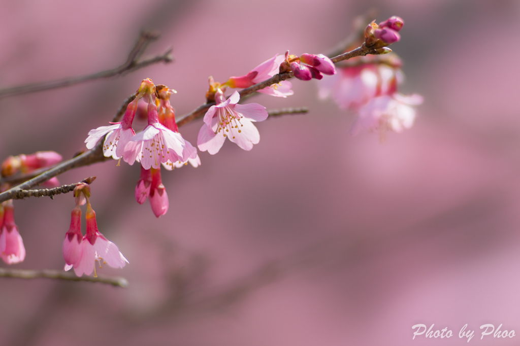 開く蕾