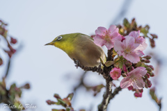 河津とメジロ