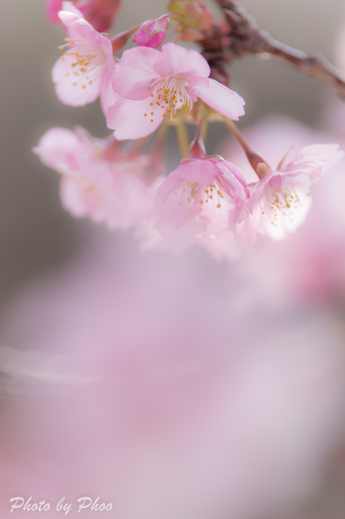 春色の誘惑