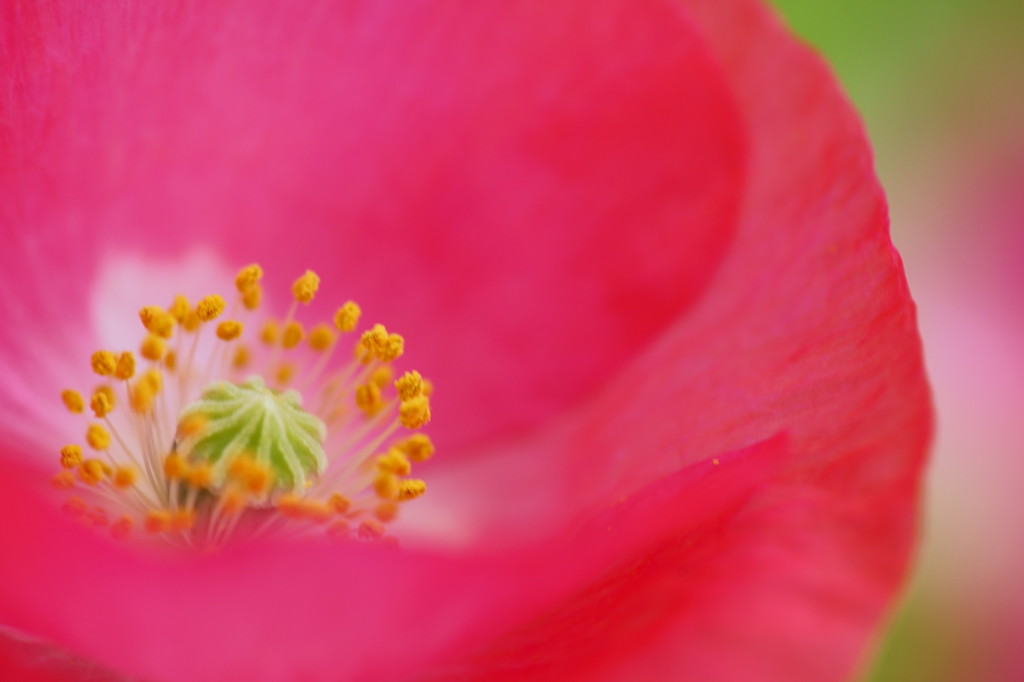 Poppy