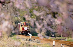 Spring in 上神梅 VI