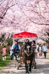 春を追いかけて