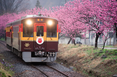 花桃ストレート