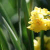 黄色の水仙