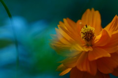 水中花