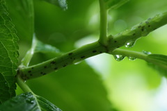 雨上がり