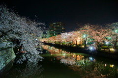 満開夜桜