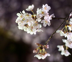 夜桜