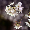 夜桜