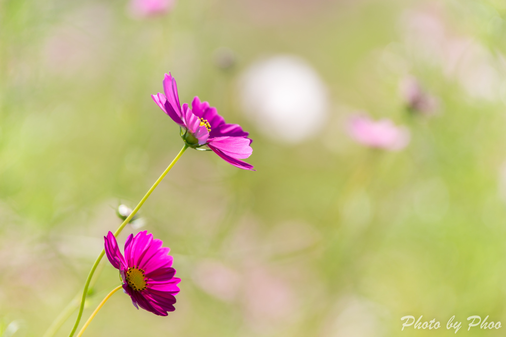 Blowin' in the Wind