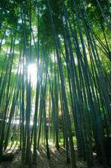 竹寺