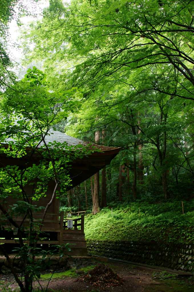 夏草や