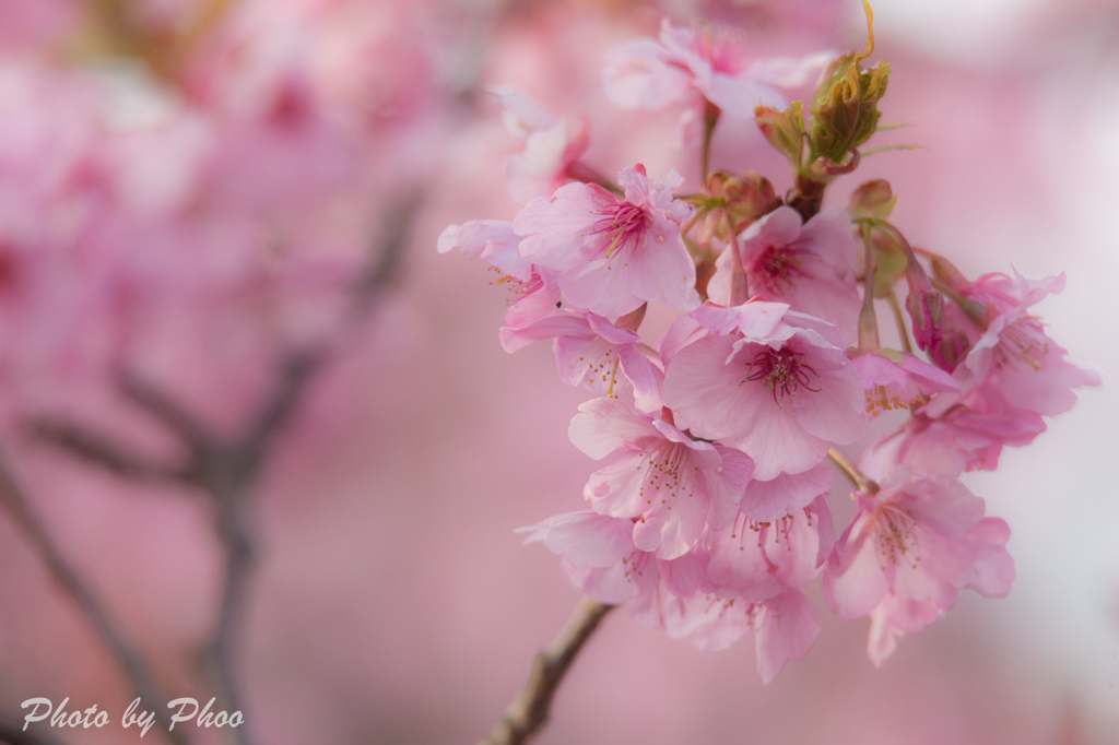 河津桜