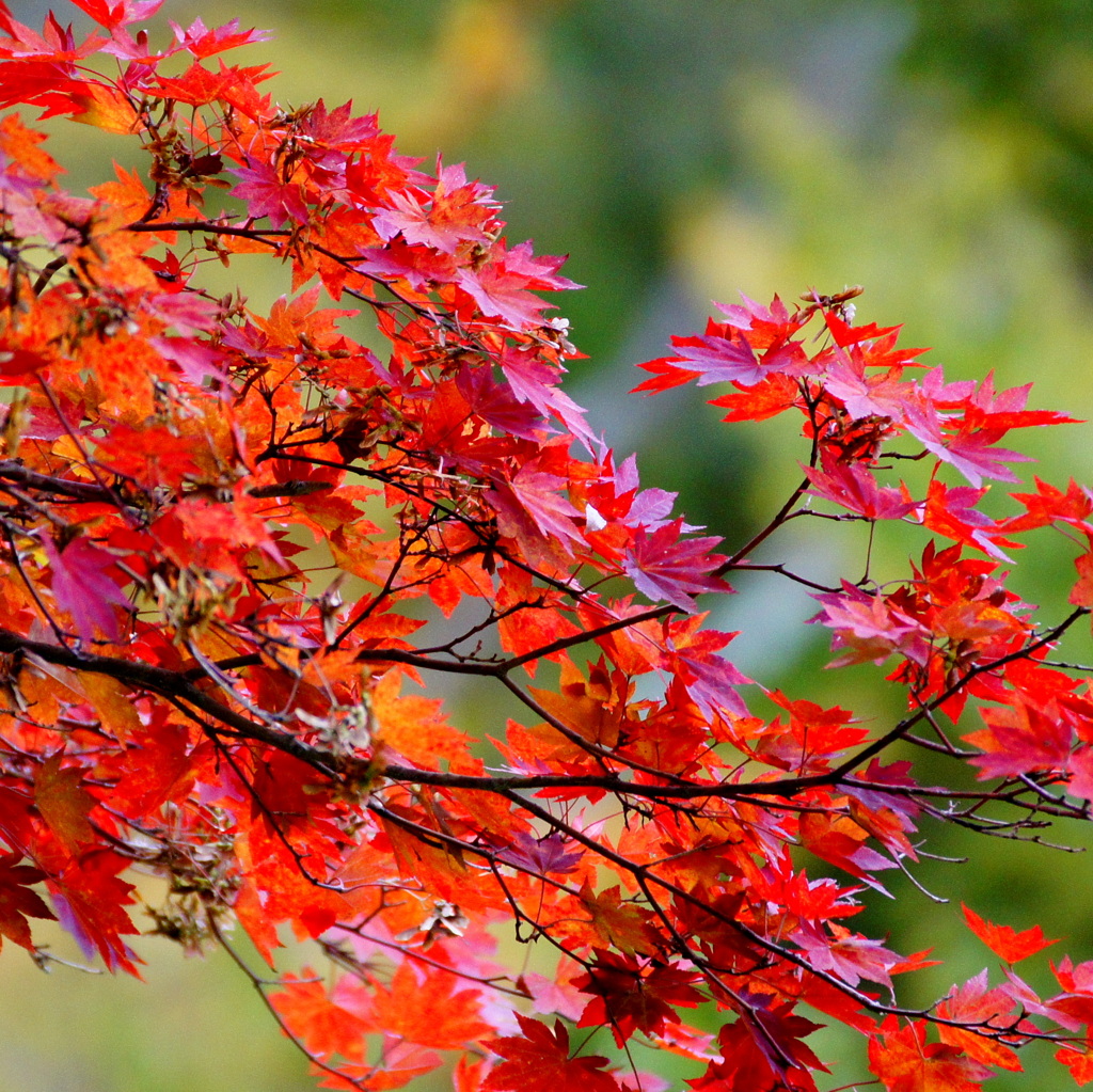 今年の初紅葉