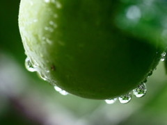 梅雨