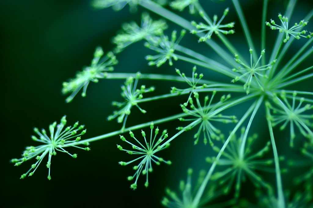 HANABI