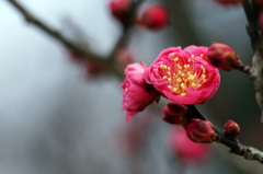寒中梅