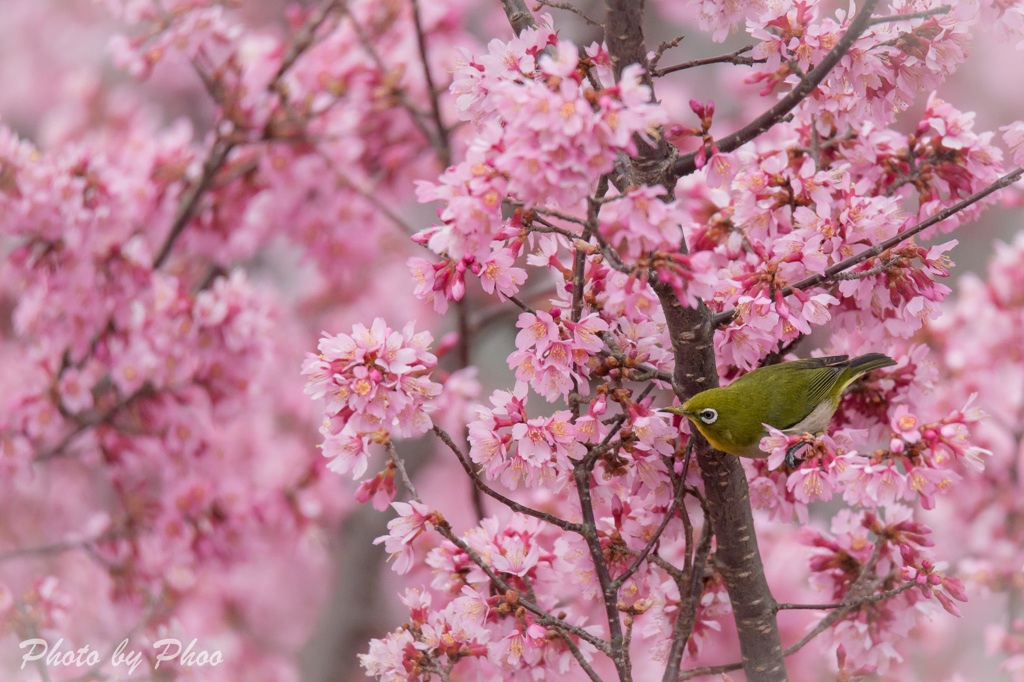 おかめ桜とメジロ 1