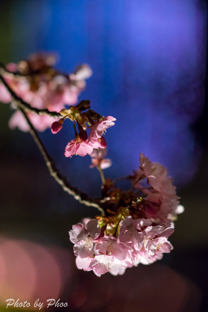 夜桜の夢