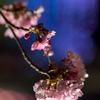 夜桜の夢