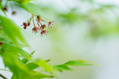 桜の次は