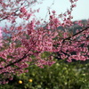 おかめ桜