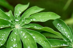 雨上がりの贈り物