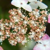 花火