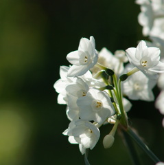 White Daffodil