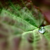 Jewel on Leaf