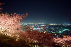 夜桜と夜景