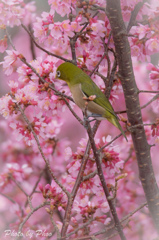 おかめ桜とメジロ 3