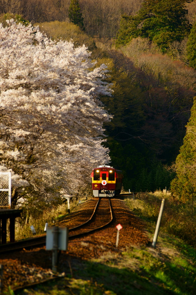 夕陽を走る