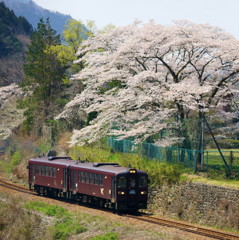 小中の桜