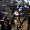 小春日和