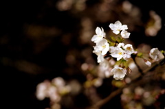 間藤の夜桜