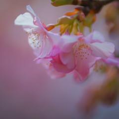 春の使者