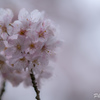 Dull Spring