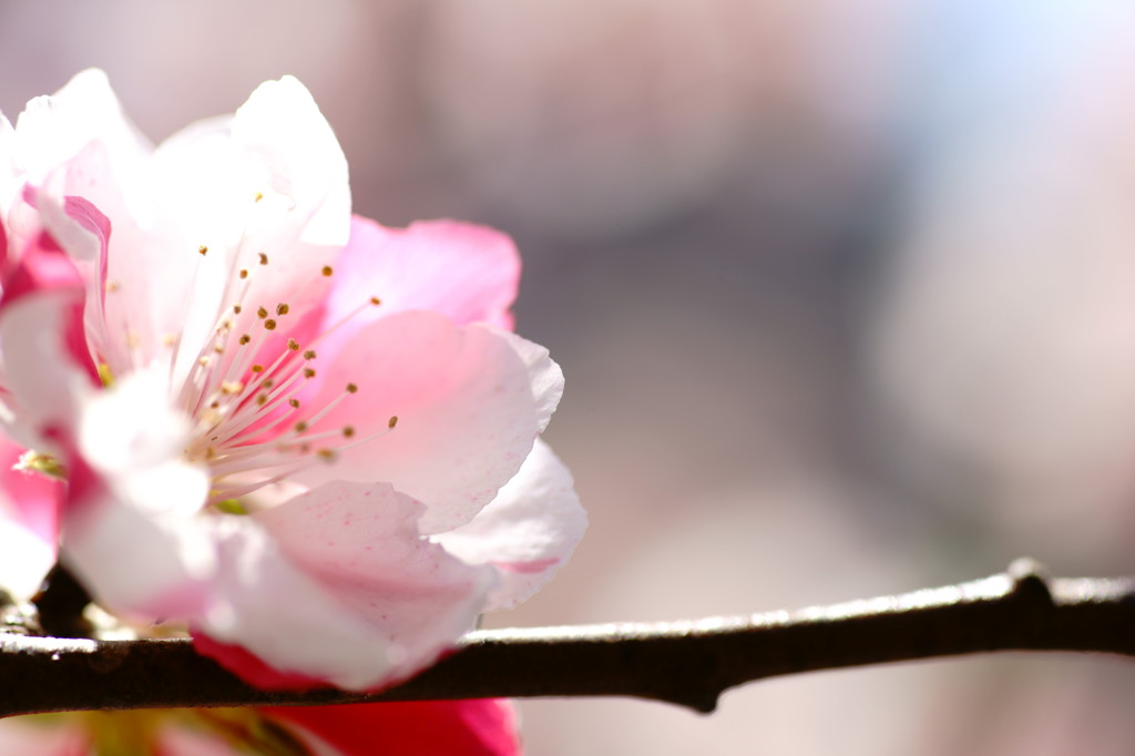 わたらせの花桃