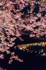 夜桜高速