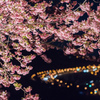 夜桜高速