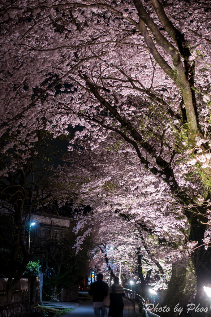 夜桜