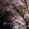 夜桜