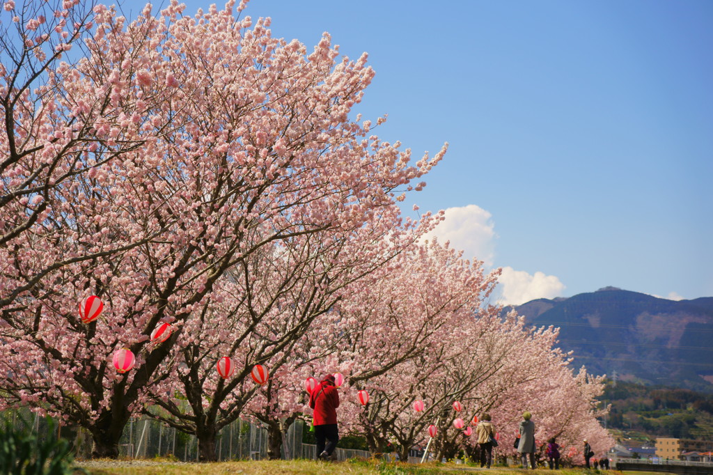 桜祭り