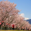 桜祭り