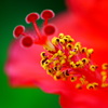 赤の愉悦