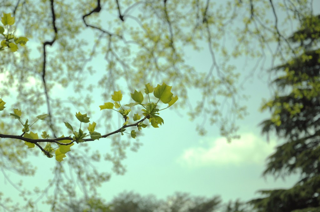 Ginkgo