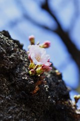 木から直接咲く桜2