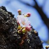 木から直接咲く桜2