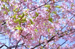 落ち始めた河津桜